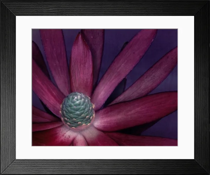 Framed Print : Close up of a purple flower Framed Print : Close up of a purple flower