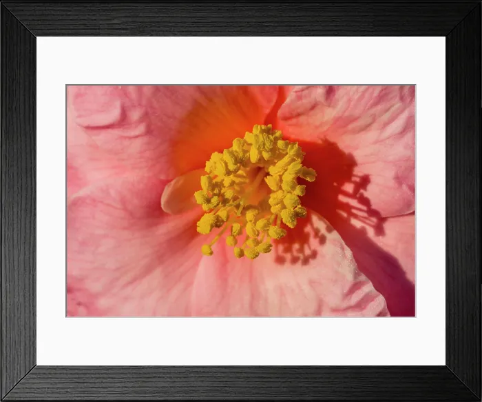Framed Print : Close-up of a pink Camelia flower in a garden in Kirkland, Washington State, USA Framed Print : Close-up of a pink Camelia flower in a garden in Kirkland, Washington State, USA