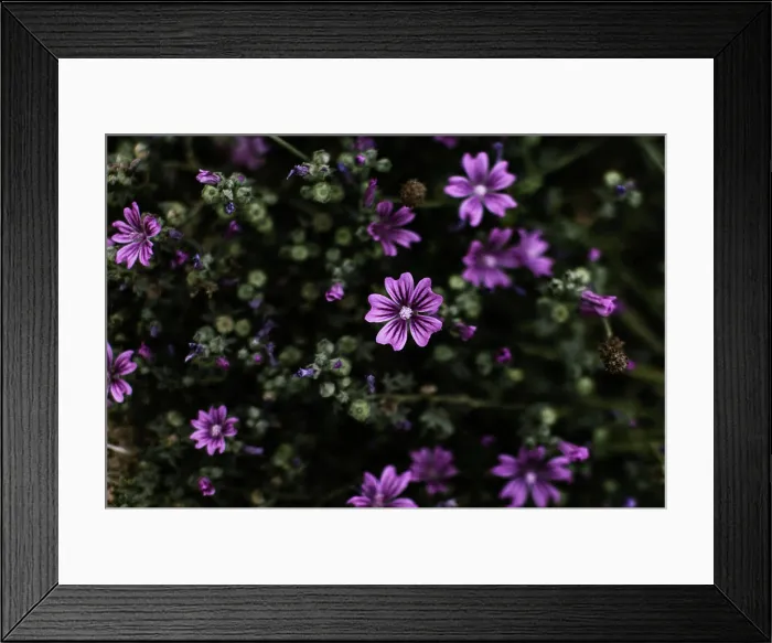 Framed Print : Close-up of mallow flowers in bloom, highlighting purple petals