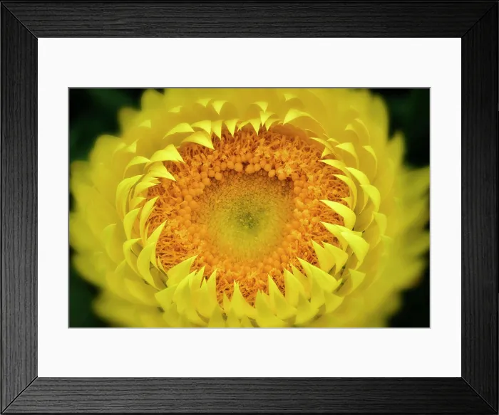 Framed Print : Close up of yellow coloured Bracteantha flower