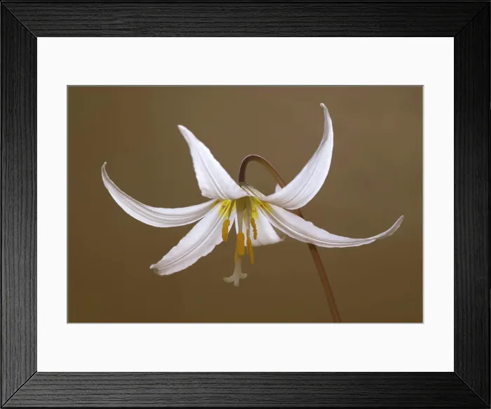 Framed Print : Erythronium, Canada Framed Print : Erythronium, Canada
