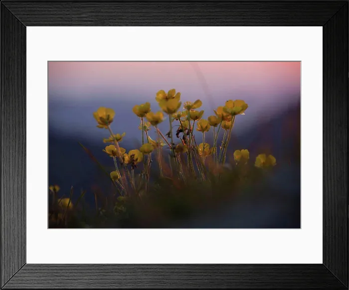 Framed Print : Flowering buttercup in the alps at sunset, close-up, ranunculus Framed Print : Flowering buttercup in the alps at sunset, close-up, ranunculus