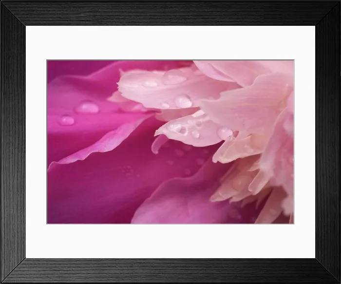 Framed Print : Close-Up Of Pink Flower