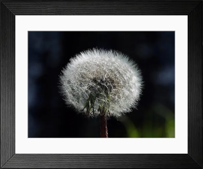 Framed Print : Close-up of a Dandelion (Taraxacum officinale) flower Framed Print : Close-up of a Dandelion (Taraxacum officinale) flower