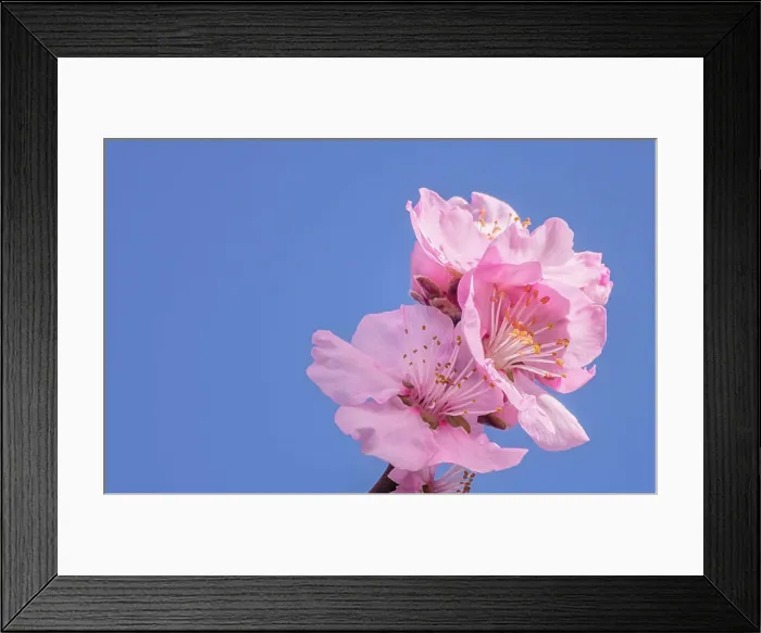 Framed Print : Close-up of an almond flower Close-up of an almond flower Copyright: xZoonar.com / BorisxZerwannx 7002086