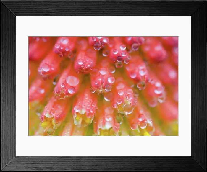 Framed Print : Close up of flower stamen Framed Print : Close up of flower stamen
