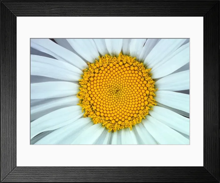 Framed Print : CLOSE-UP OF DAISY FLOWER