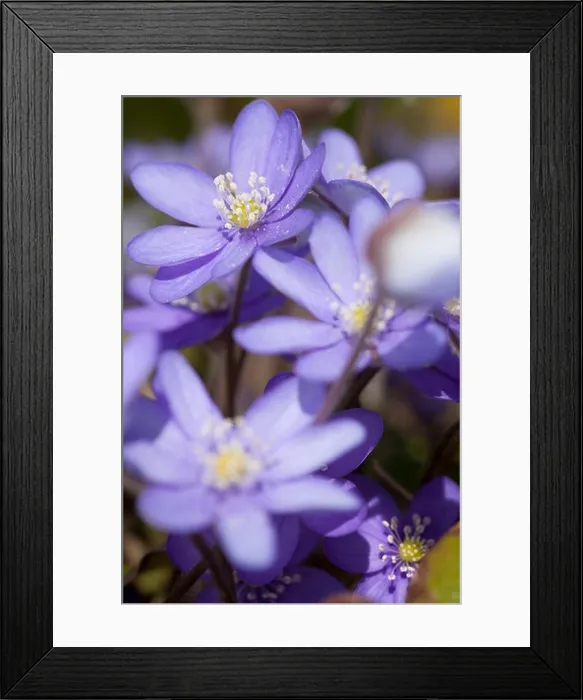 Framed Print : Close up of purple flowers Framed Print : Close up of purple flowers