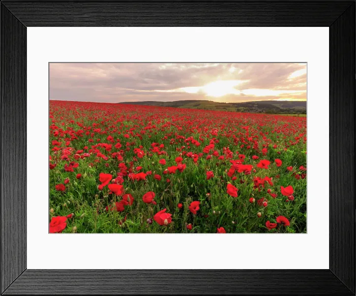 Framed Print : Red poppies, backlit field at sunrise Framed Print : Red poppies, backlit field at sunrise