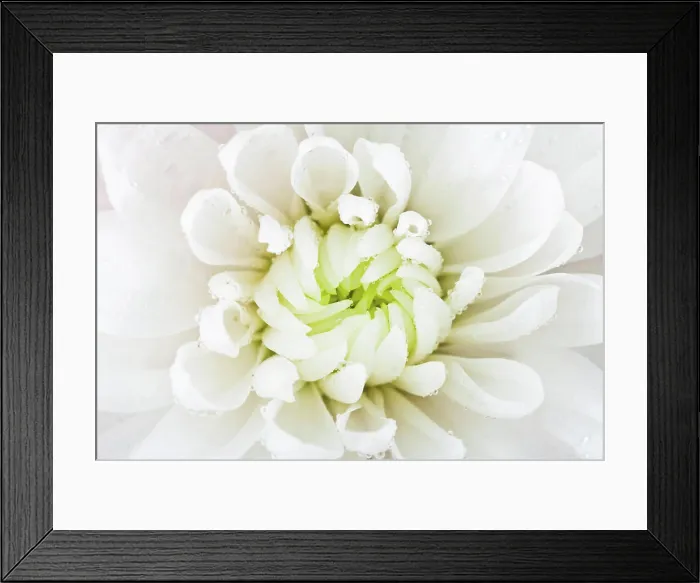 Framed Print : white flower head close up white flower head of chrysanthemum with rain drops close up Copyright: xZoonar