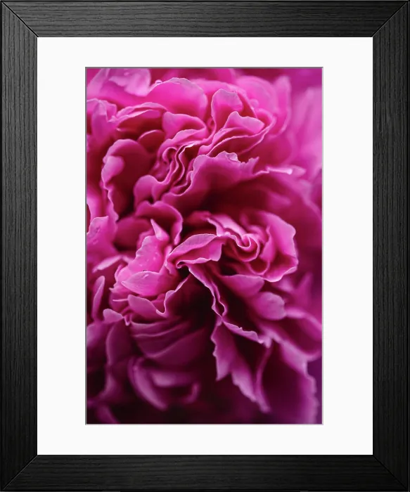 Framed Print : Close up of layers of pink peony flower petals in bloom Framed Print : Close up of layers of pink peony flower petals in bloom