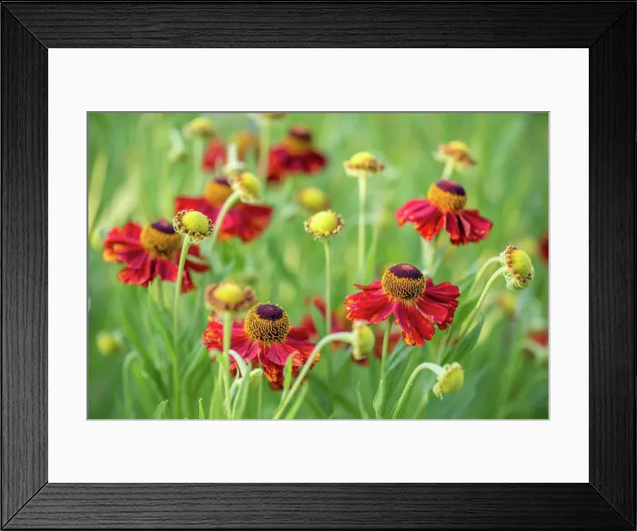 Framed Print : Close-up view of helenium flowers Close-up view of helenium flowers on blurred green background Copyright: xZoonar Framed Print : Close-up view of helenium flowers Close-up view of helenium flowers on blurred green background Copyright: xZoonar