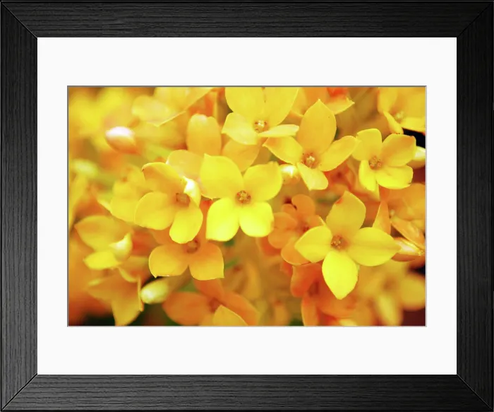 Framed Print : Flowers Close-up image with yellow flowers close-up good for background Copyright: xZoonar