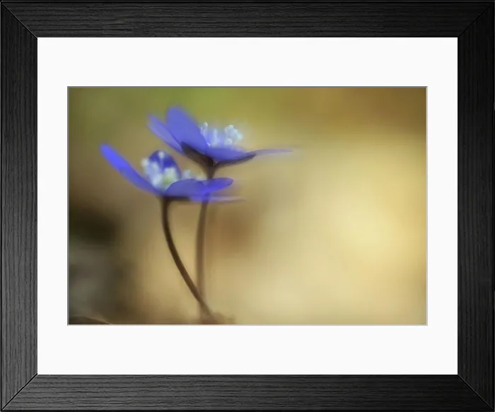 Framed Print : Scandinavia, Sweden, Halland, Liverwort flowers, close-up Framed Print : Scandinavia, Sweden, Halland, Liverwort flowers, close-up