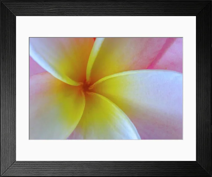 Framed Print : Close-up of a Frangipani (Plumeria) flower