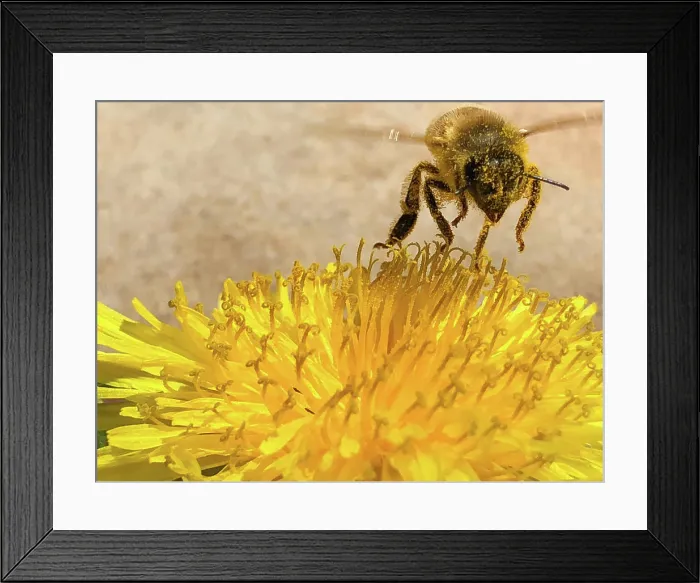 Framed Print : Close up Bee covered in pollen on a yellow flower