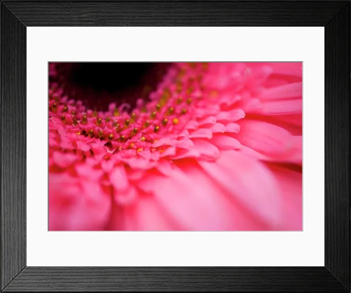 Framed Print : Close Up Of A Pink Flower Framed Print : Close Up Of A Pink Flower