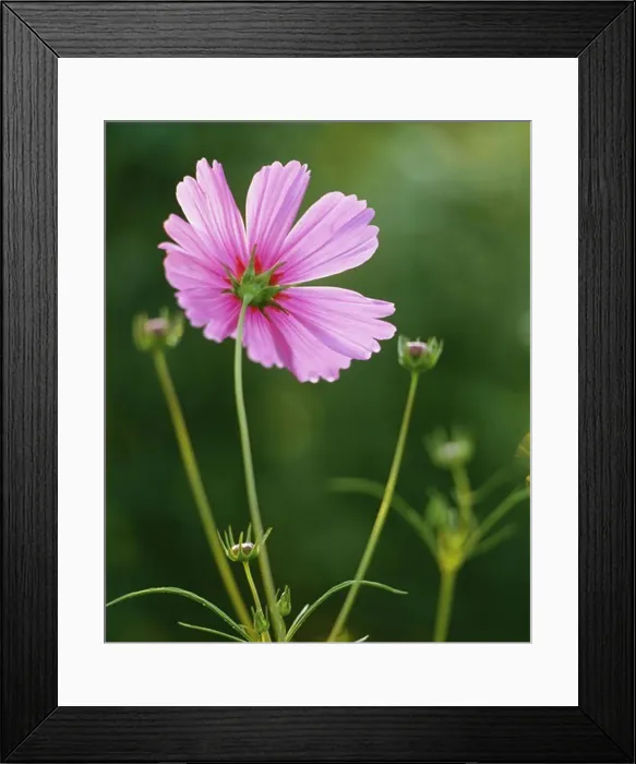 Framed Print : Pink flower, close-up Framed Print : Pink flower, close-up
