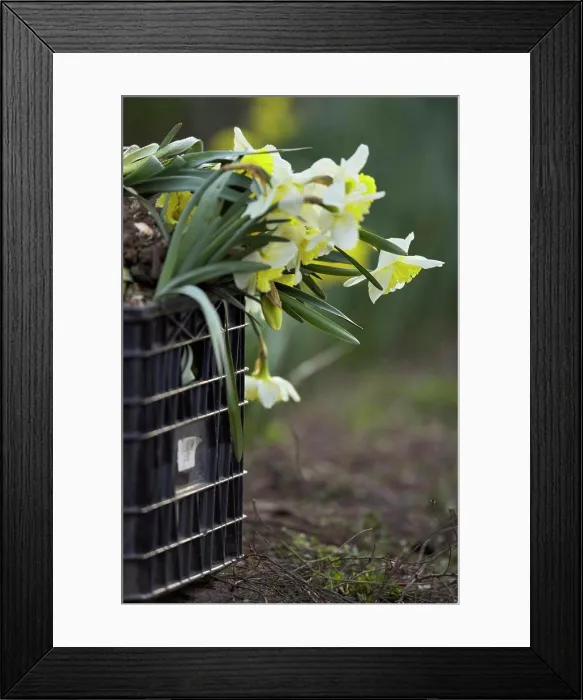 Framed Print : Close-up of daffodils flowers