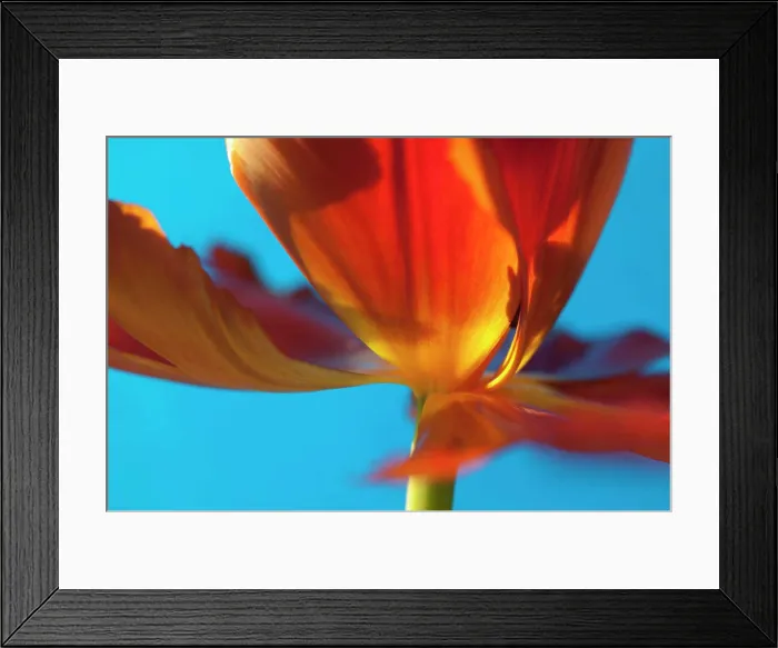 Framed Print : Tulip, Tulipa, Close up studio shot of orange coloured flower