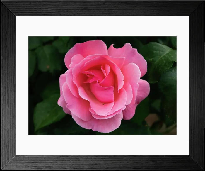 Framed Print : Close up of a beautiful rose flower with its characteristic petals Framed Print : Close up of a beautiful rose flower with its characteristic petals