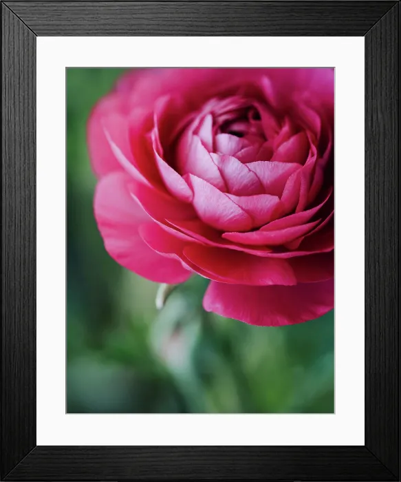 Framed Print : Close up of layered petals of pink ranunculus flower in garden Framed Print : Close up of layered petals of pink ranunculus flower in garden