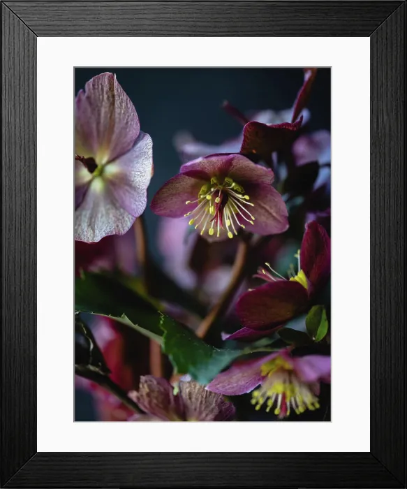Framed Print : Close up of dark purple helebore flowers blooming in spring Framed Print : Close up of dark purple helebore flowers blooming in spring