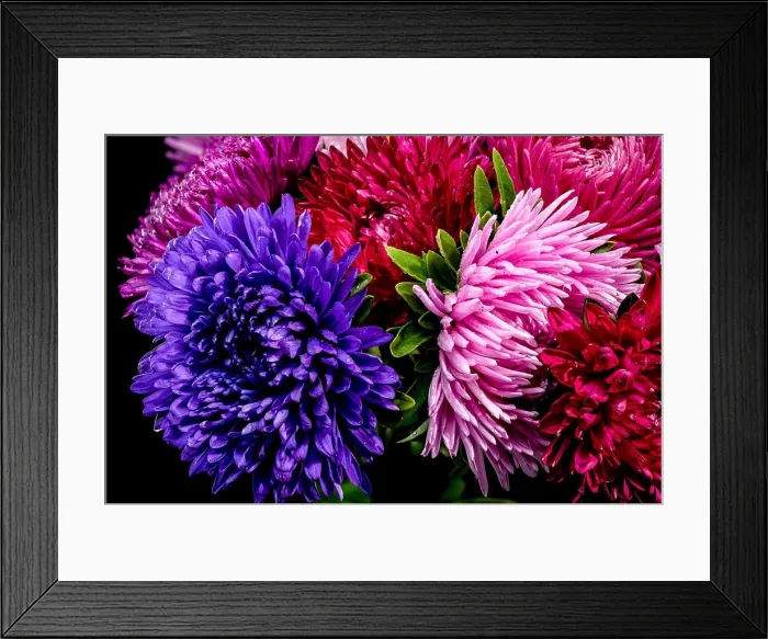 Framed Print : Bouquet of asters Lady Coral isolated on a black background. Flower head close-up Framed Print : Bouquet of asters Lady Coral isolated on a black background. Flower head close-up