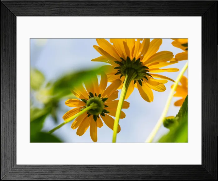Framed Print : Flowers Flowers background, close up shot Copyright: xZoonar.com / GalynaxAndrushkox 9370874 Framed Print : Flowers Flowers background, close up shot Copyright: xZoonar.com / GalynaxAndrushkox 9370874