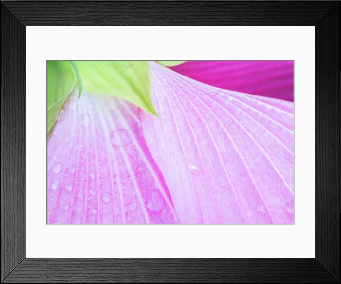 Framed Print : Close up of wet pink flower petals