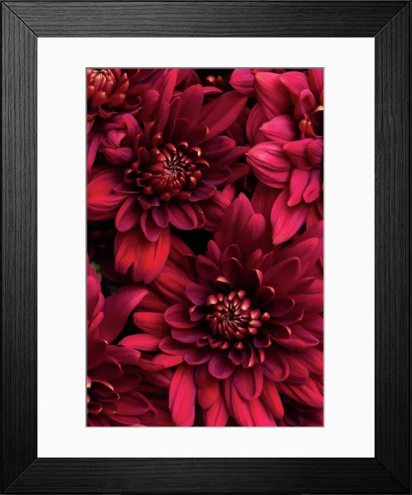 Framed Print : Burgundy chrysanthemum flowers close up Framed Print : Burgundy chrysanthemum flowers close up