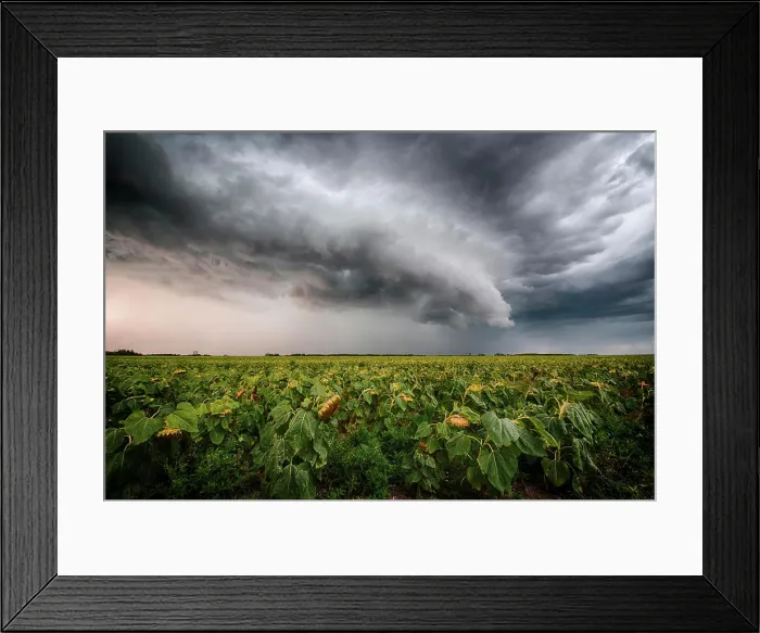 Framed Print : Storm forming shelf cloud over rural sunflower field in southern Manitoba Canada Framed Print : Storm forming shelf cloud over rural sunflower field in southern Manitoba Canada