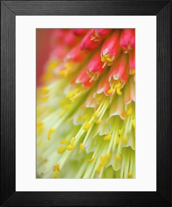 Framed Print : Close up of flower stamen Framed Print : Close up of flower stamen