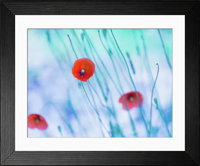 Framed Print : Beautiful poppy flowers with blue mood Framed Print : Beautiful poppy flowers with blue mood