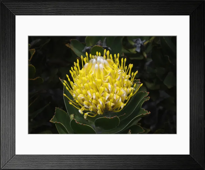 Framed Print : Blooming Pincushion Protea (Leucospermum species), Table Mountain National Park, Cape Town, South Africa, Africa Framed Print : Blooming Pincushion Protea (Leucospermum species), Table Mountain National Park, Cape Town, South Africa, Africa