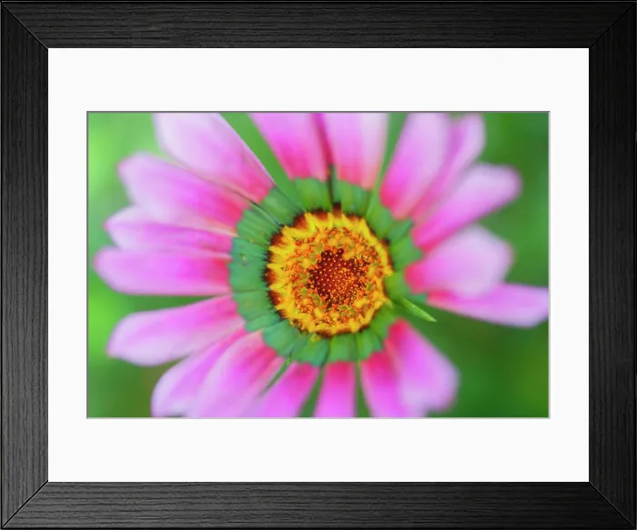 Framed Print : Close up of pink flower, United Kingdom, Europe Framed Print : Close up of pink flower, United Kingdom, Europe