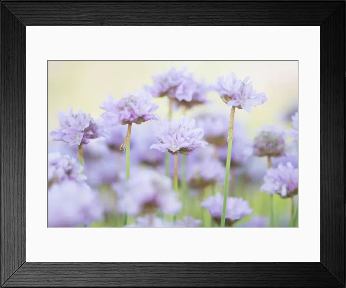 Framed Print : Close up of blooming thrift seapink flowers Close up of blooming thrift seapink flowers Copyright: xZoonar Framed Print : Close up of blooming thrift seapink flowers Close up of blooming thrift seapink flowers Copyright: xZoonar