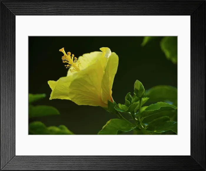 Framed Print : Close-up of hibiscus flowers