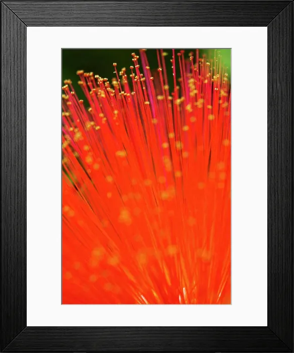 Framed Print : Close-up of an Ohia lehua (Metrosideros polymorpha) flower