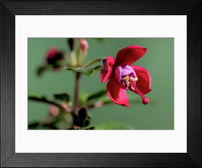 Framed Print : Red fuchsia flower on a green background close-up Beautiful blooming Red fuchsia flower on a green background Framed Print : Red fuchsia flower on a green background close-up Beautiful blooming Red fuchsia flower on a green background