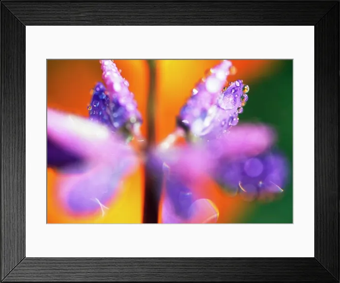 Framed Print : Close-Up Flower