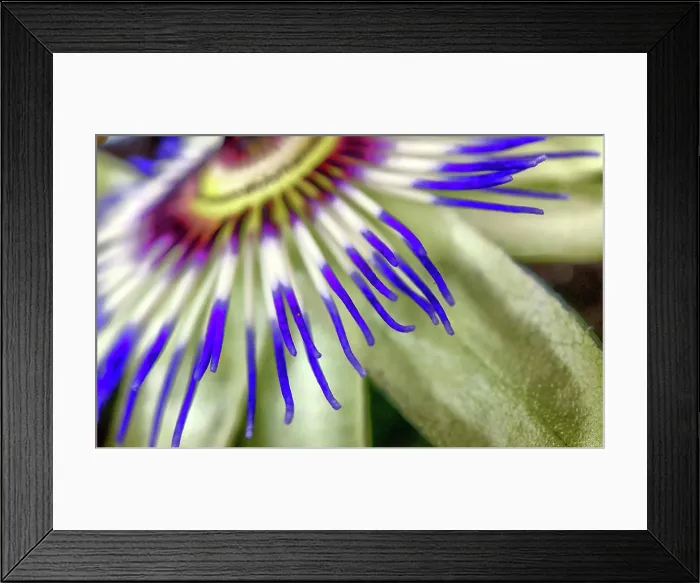 Framed Print : Close up of Exotic Passion flower