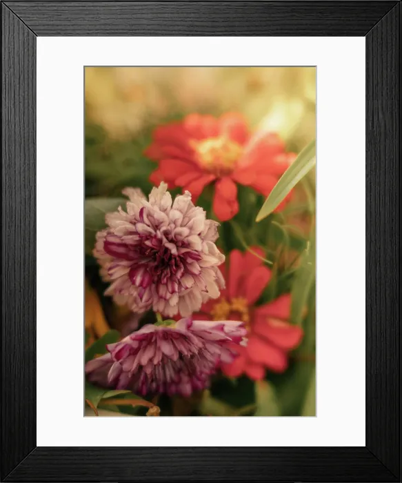 Framed Print : Vibrant red and variegated purple flowers up close