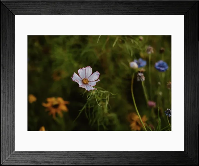 Framed Print : Close-up of White and Pink Cosmos Flower in Wild flower Field
