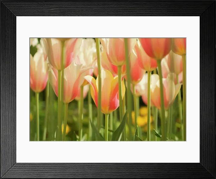 Framed Print : Field of Dutch tulips near Amsterdam, The Netherlands, Europe Framed Print : Field of Dutch tulips near Amsterdam, The Netherlands, Europe
