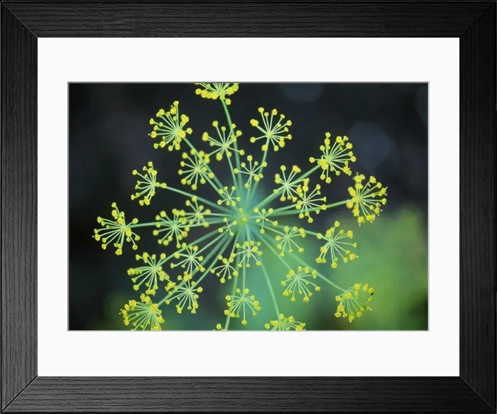 Framed Print : Flowering plant, close-up Framed Print : Flowering plant, close-up