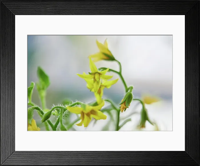 Framed Print : Close-up view of yellow tomatoes flower in bloom Framed Print : Close-up view of yellow tomatoes flower in bloom