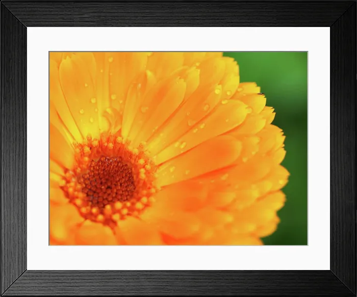 Framed Print : Orange flower of calendula with dew Framed Print : Orange flower of calendula with dew