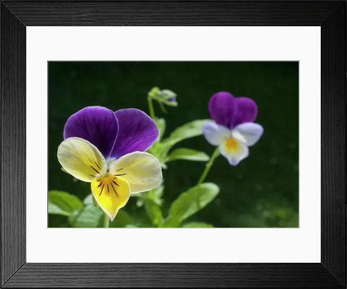Framed Print : Wild pansy close-up flower close-up detail