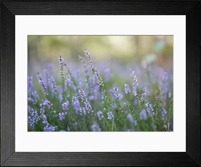 Framed Print : Beautiful blooming heather flowers in sunlight close up